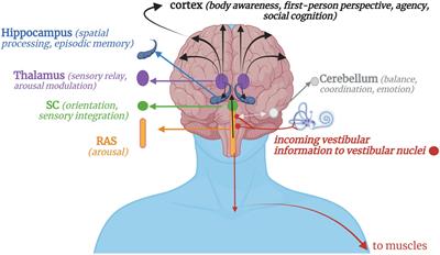 The brain-body disconnect: A somatic sensory basis for trauma-related disorders